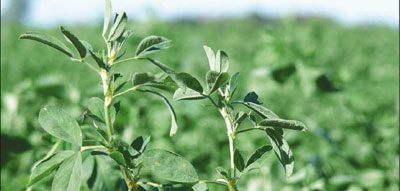 España es el estado europeo con más superficie destinada al cultivo de alfalfa