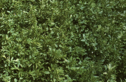 El cultivo de la alfalfa y su aprovechamiento