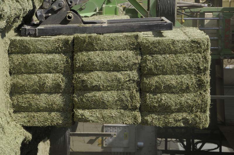 Dehydrated bales or Pellet of alfalfa ?