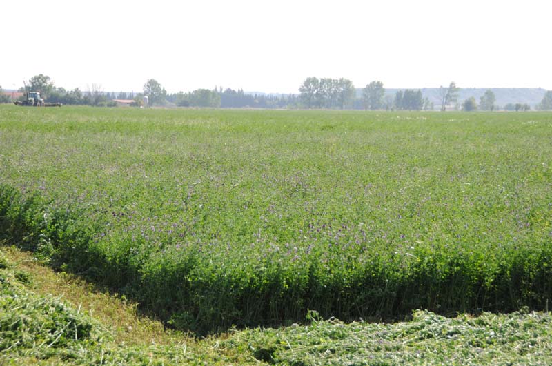 Producciones  comerciales de la alfalfa
