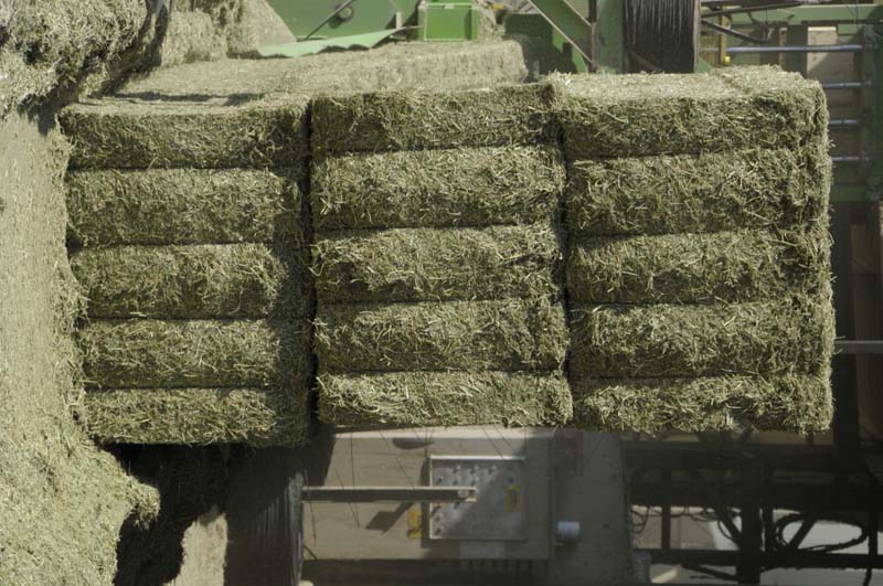Alfalfa bales for exportation