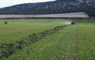 The dehydrated alfalfa export market opens Asaja days