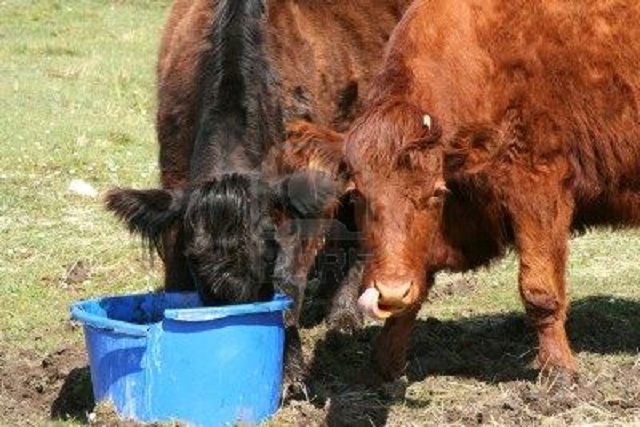 Efecto de distintos porcentajes de forraje y de la forma de la ración sobre el desarrollo del rumen y el crecimiento de los terneros.