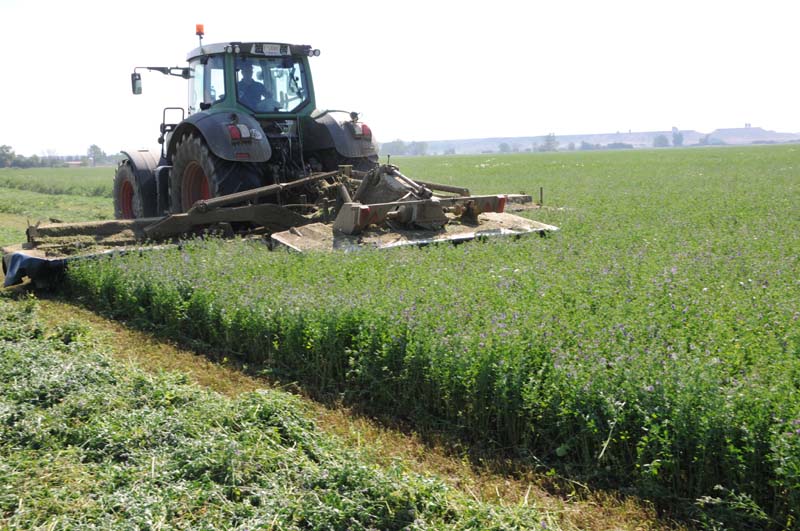 Mercado de forrajes influenciado por  la exportación 