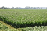 Commercial production of alfalfa