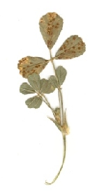 Uromyces striatus