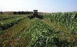 Roundup Ready Alfalfa RR - (GM) gets approval