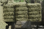 Alfalfa bales for exportation