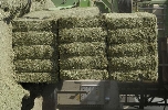 Pelletes de Alfalfa para exportación
