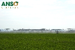 Alfalfa deshidratada de camino a China